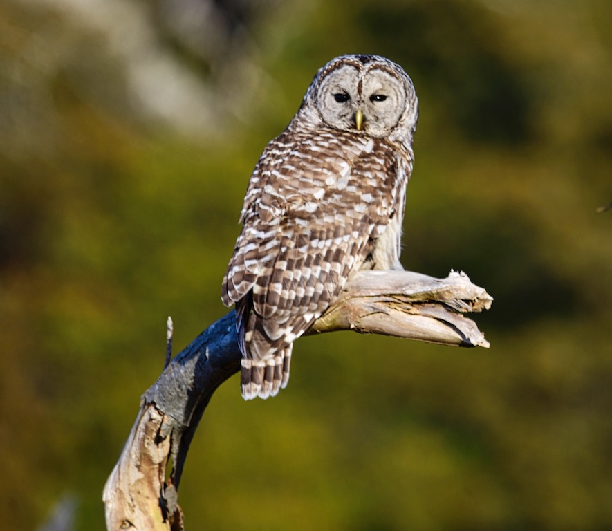 Nature In Class M By Gail Wysocki For Heres Lookin At You Kid FEB-2019.jpg